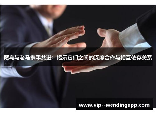 魔鸟与老马携手共进：揭示它们之间的深度合作与相互依存关系